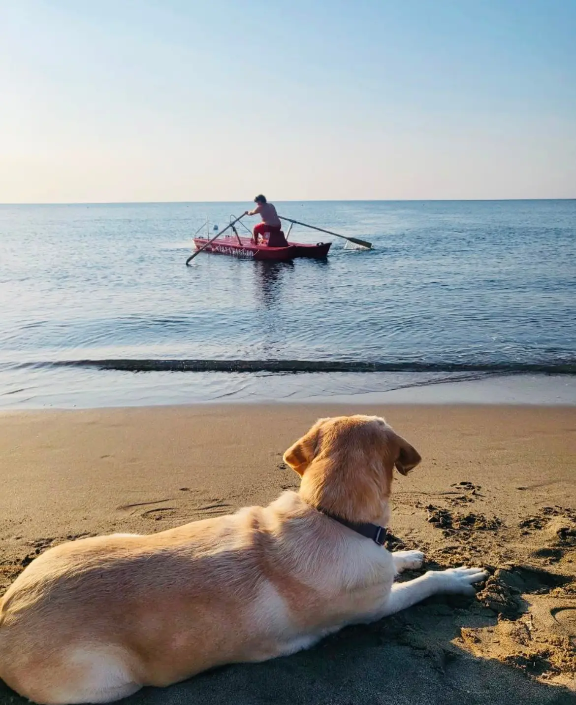 Posso portare il mio cane al Lido San Basilio? Ecco cosa sapere prima di venire in spiaggia